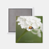 野生の花のラディバードのマクロ画像 マグネット (正面/裏面)