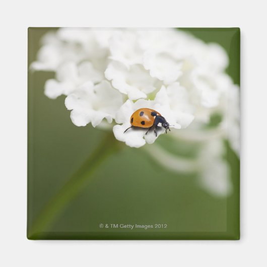 野生の花のラディバードのマクロ画像 マグネット (正面)