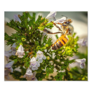 野生の花の上のミツバチ – 送粉者の自然のプリント フォトプリント