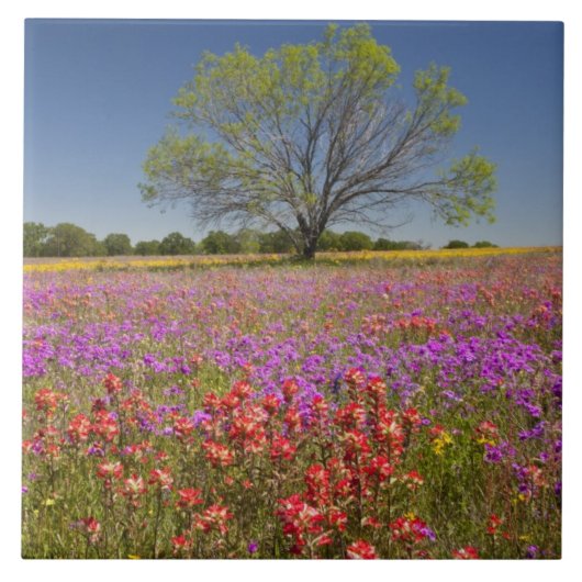 野生の花の中で成長する春のメスキートの木、 タイル (正面)