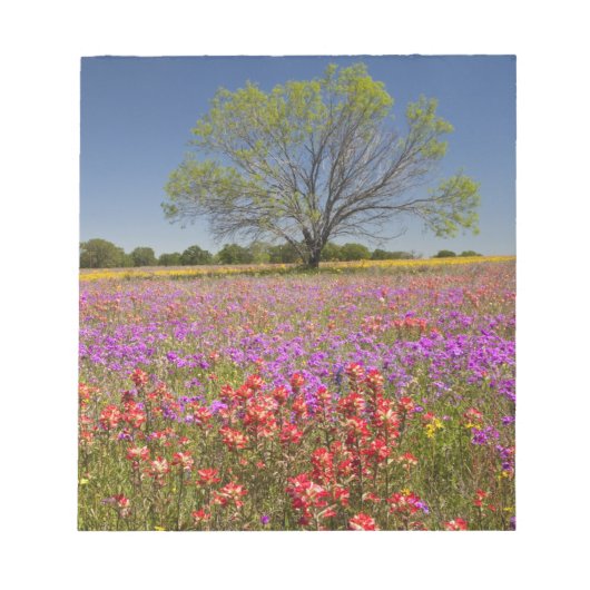 野生の花の中で成長する春のメスキートの木, ノートパッド (正面)