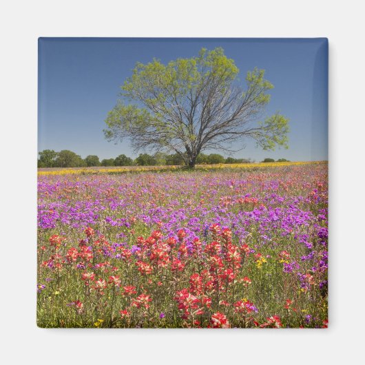 野生の花の中で成長する春のメスキートの木、 マグネット (正面)