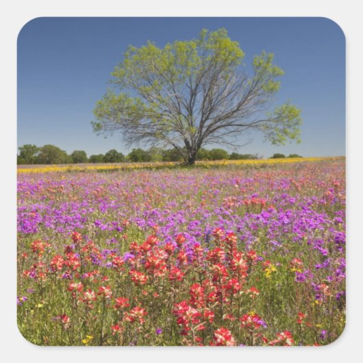 野生の花の中で育つメスキートの木 春 スクエアシール (正面)