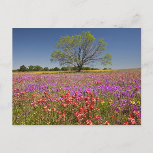 野生の花の中で育つメスキートの木 春 ポストカード (正面)