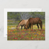 野生の花の分野のクォーター馬はCueroに近づきます ポストカード (正面/裏面)