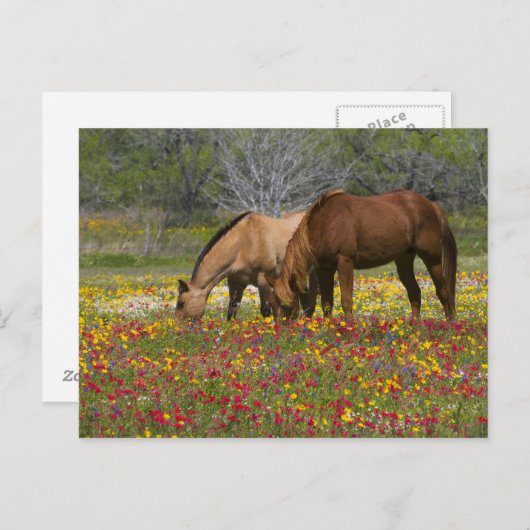 野生の花の分野のクォーター馬はCueroに近づきます ポストカード (正面/裏面)