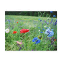 野生の花の分野