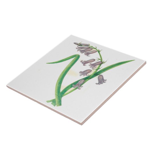 野生の花の国の台所セラミックタイルのHyacinth タイル (側面)