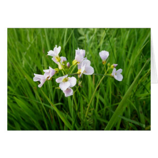 野生の花の歓喜