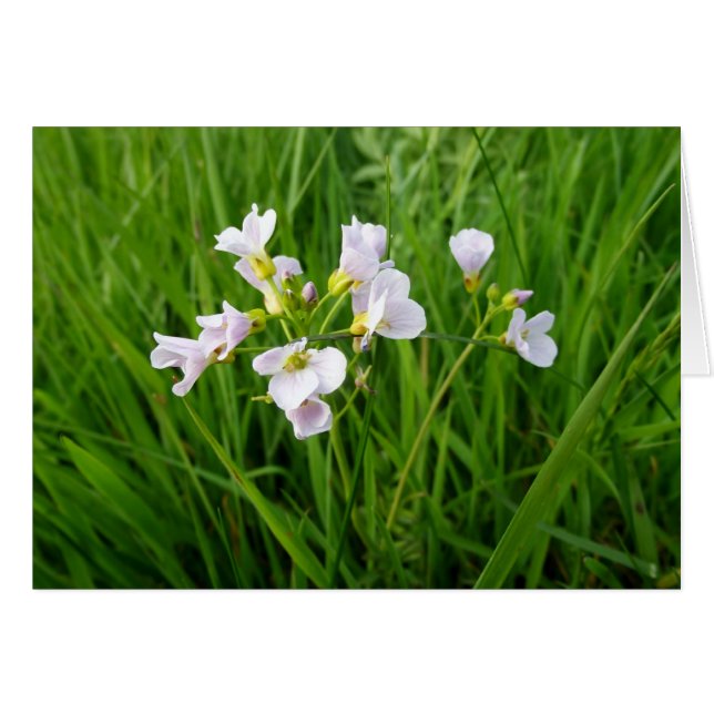 野生の花の歓喜 (正面横)