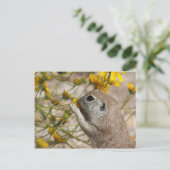 野生の花の軽食の郵便はがき ポストカード (スタンド正面)