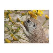 野生の花の軽食の郵便はがき