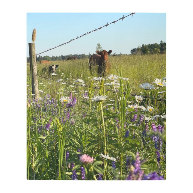 野生の花の金属の中の子牛のプリント メタルプリント (正面)