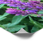 野生の花畑紫色のサルビアルーマニア ポスター (角)