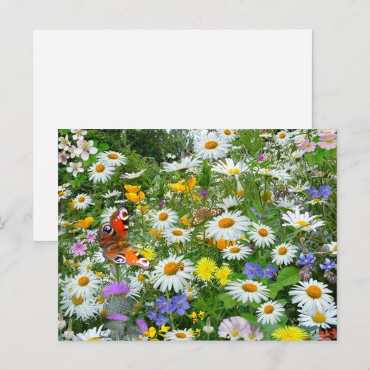 野生の花畑 ポストカード (正面/裏面)