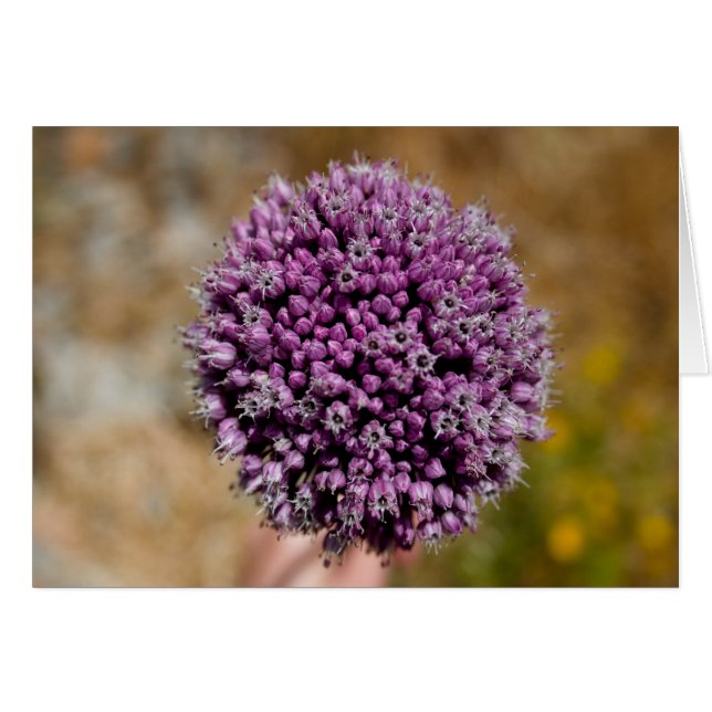 野生の花 (正面横)