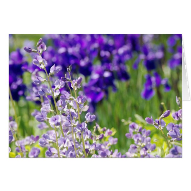 野生の花 (正面横)