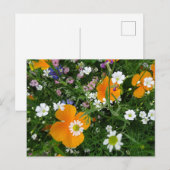 野生の花:オレンジ色の白ピンクDIYはがき ポストカード (正面/裏面)