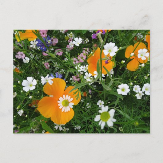野生の花:オレンジ色の白ピンクDIYはがき ポストカード (正面)