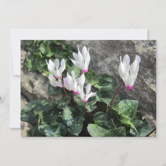 野生の花 シーズンカード (正面)