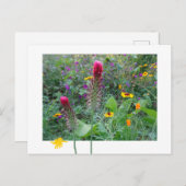 野生の花：ピンク紫イエローDIYはがき ポストカード (正面/裏面)