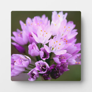 野生の花 フォトプラーク