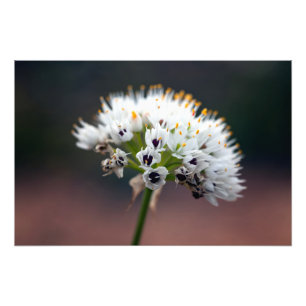野生の花 フォトプリント           