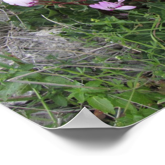 野生の花 ポスター (角)