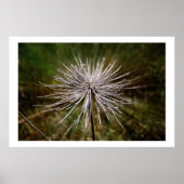 野生の花 ポスター (正面)