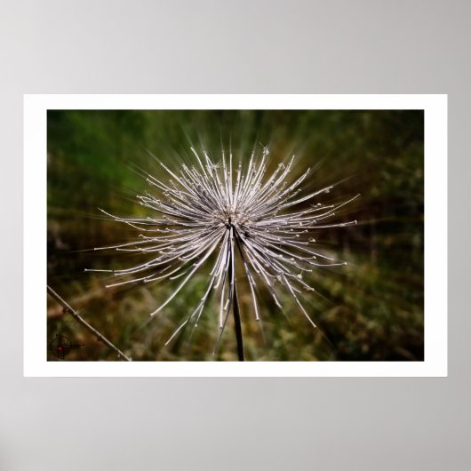 野生の花 ポスター (正面)