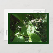 野生の花 ポストカード (正面/裏面)