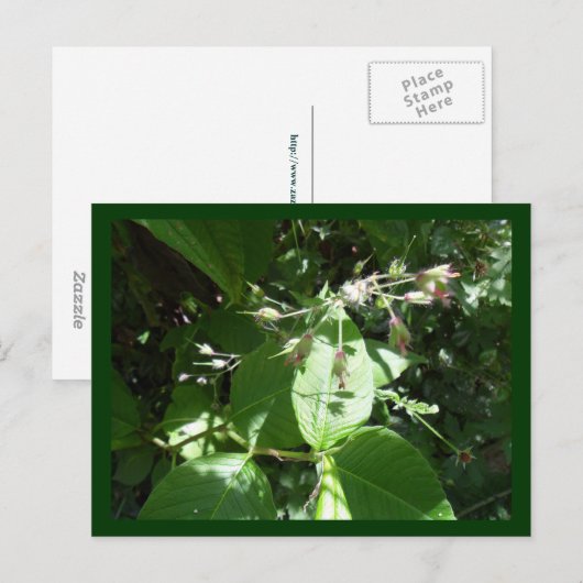 野生の花 ポストカード (正面/裏面)