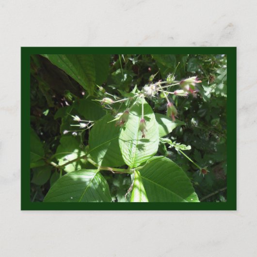 野生の花 ポストカード (正面)