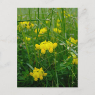野生の花 ポストカード