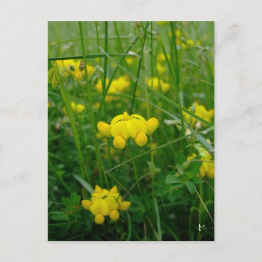 野生の花 ポストカード (正面)