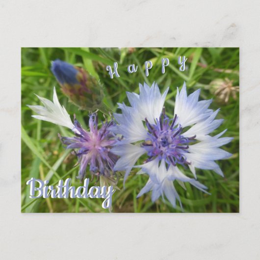 野生の花：青いコスモス 誕生日ポストカード ポストカード (正面)