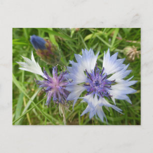 野生の花:青いコーンフラワーDIYはがき ポストカード