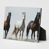 野生の若い雄馬 フォトプラーク (側面)