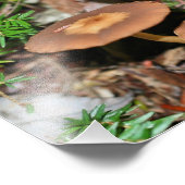 野生の茶色のキノコのクラスタ8x10 フォトプリント (角)