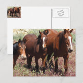 野生の葉書、野生の馬、ネバダの葉書 ポストカード (正面/裏面)
