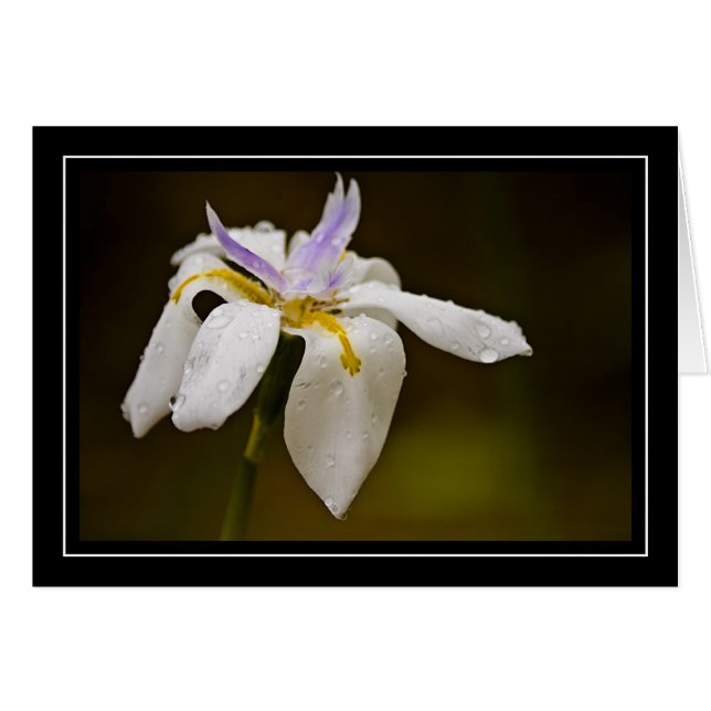 野生の蘭の空白のなカード (正面横)