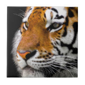 野生の虎の目 タイル (正面)