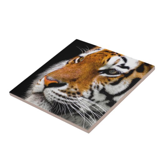 野生の虎の目 タイル (側面)