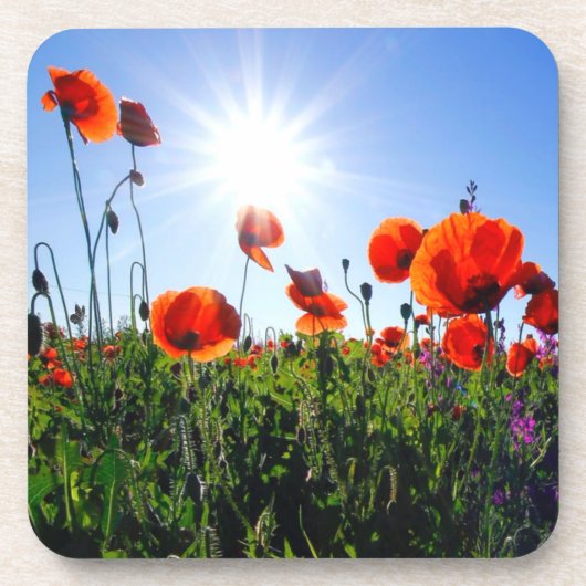 野生の赤いケシの花 コースター (正面)