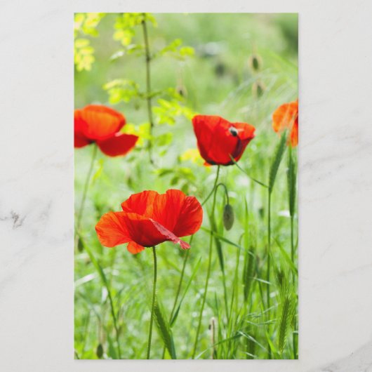 野生の赤いケシの花 チラシ (正面)