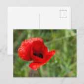野生の赤いケシの花 ポストカード (正面/裏面)