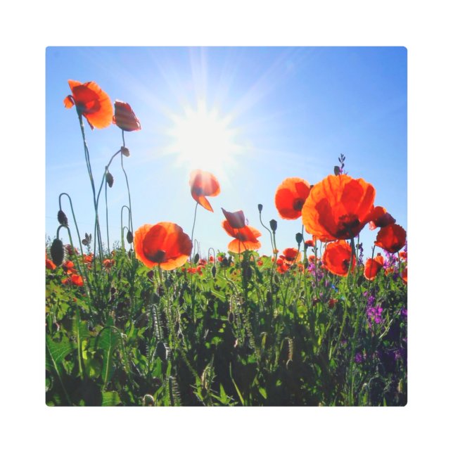 野生の赤いケシの花 メタルプリント (正面)