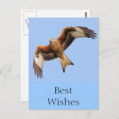 野生の赤い凧 ポストカード (正面/裏面)