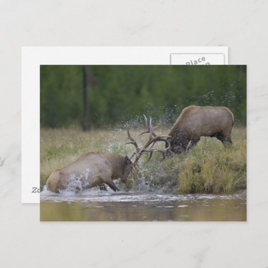 野生の雄ジカが闘う、ワイオミング州イエローストーン国立公園 ポストカード (正面/裏面)