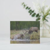 野生の雄ジカが闘う、ワイオミング州イエローストーン国立公園 ポストカード (スタンド正面)